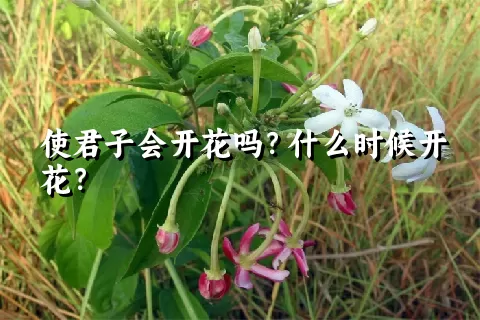 使君子会开花吗？什么时候开花？