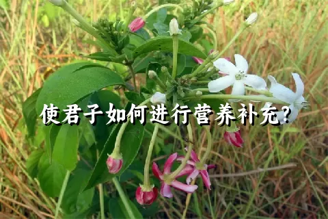 使君子如何进行营养补充？