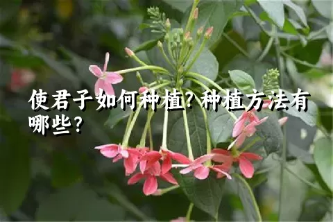 使君子如何种植？种植方法有哪些？