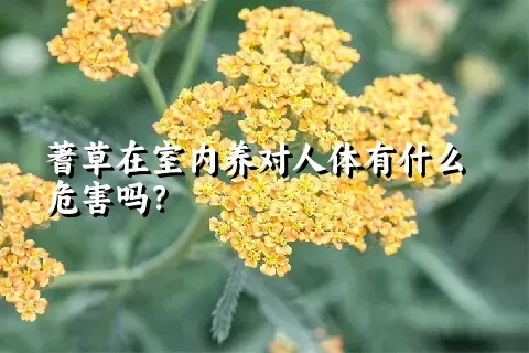 蓍草在室内养对人体有什么危害吗？