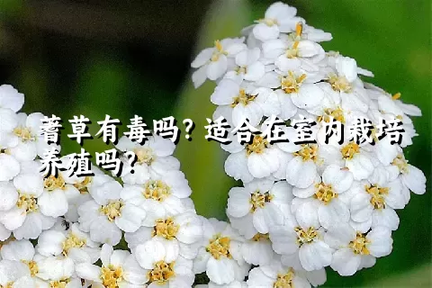 蓍草有毒吗？适合在室内栽培养殖吗？