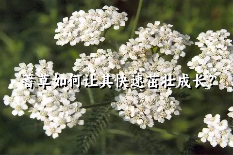 蓍草如何让其快速茁壮成长？