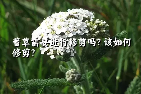 蓍草需要进行修剪吗？该如何修剪？