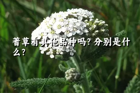 蓍草有其他品种吗？分别是什么？