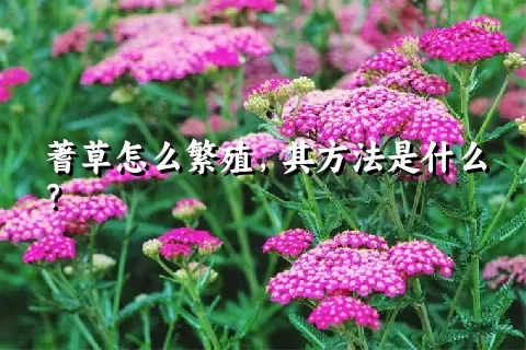 蓍草怎么繁殖，其方法是什么？