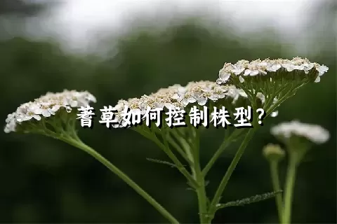 蓍草如何控制株型？