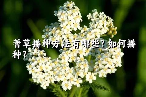 蓍草播种方法有哪些？如何播种？