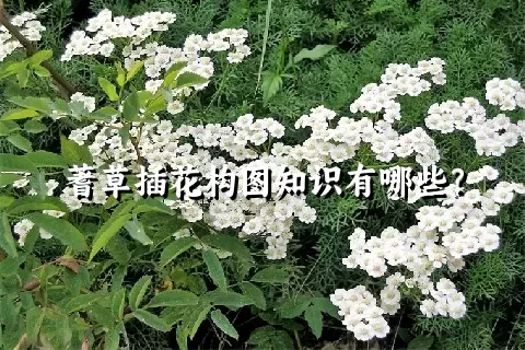 蓍草插花构图知识有哪些？