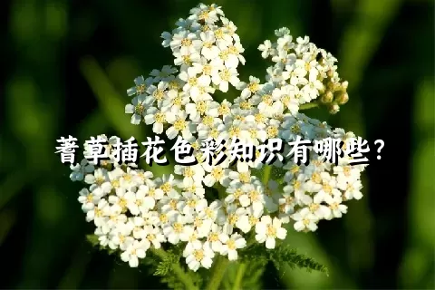 蓍草插花色彩知识有哪些？
