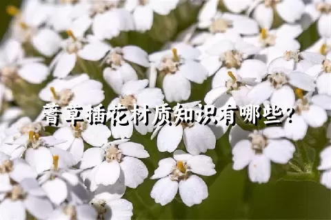 蓍草插花材质知识有哪些？