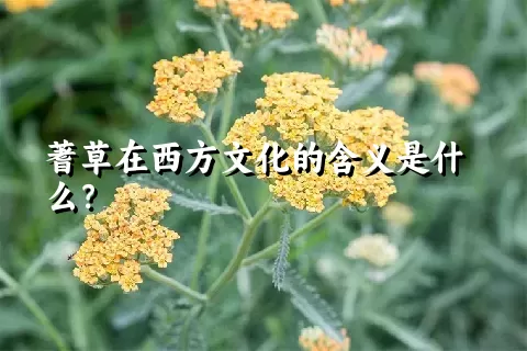 蓍草在西方文化的含义是什么？