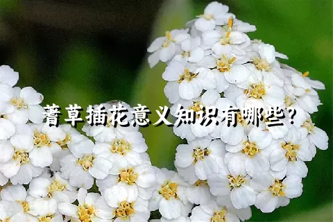 蓍草插花意义知识有哪些？