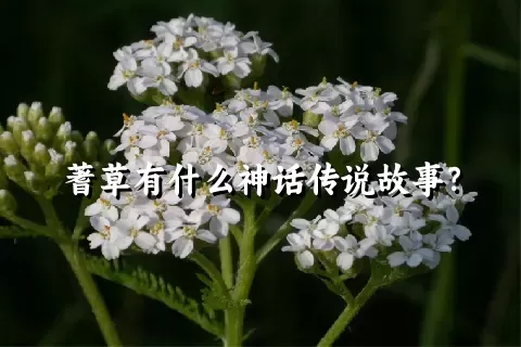 蓍草有什么神话传说故事？