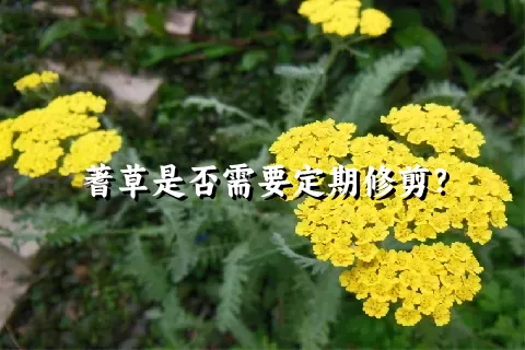 蓍草是否需要定期修剪？