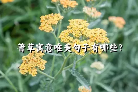 蓍草寓意唯美句子有哪些？