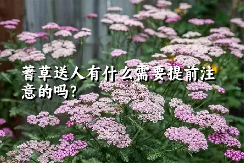 蓍草送人有什么需要提前注意的吗？