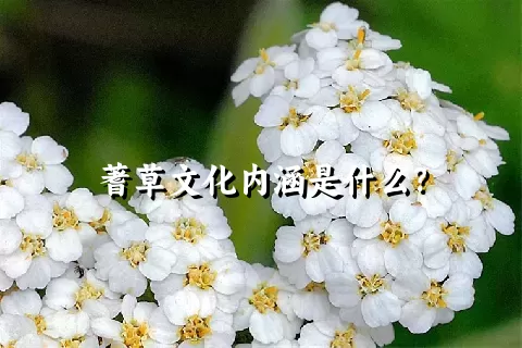 蓍草文化内涵是什么？