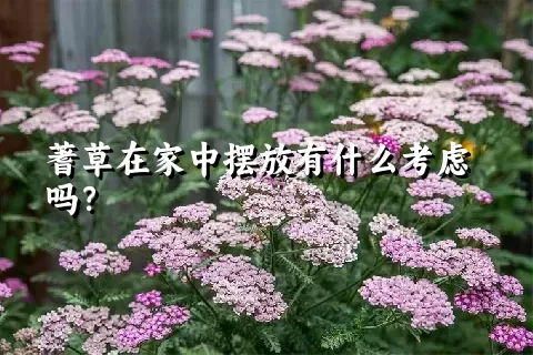 蓍草在家中摆放有什么考虑吗？