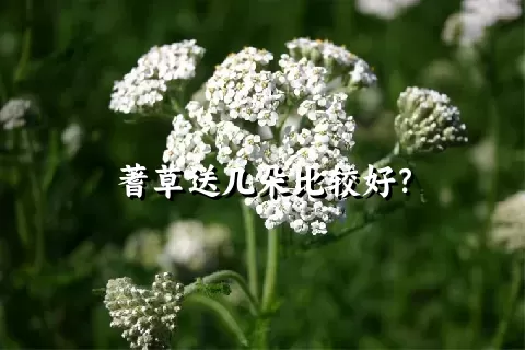 蓍草送几朵比较好？
