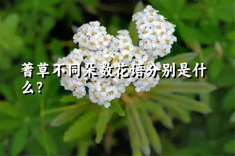 蓍草不同朵数花语分别是什么？