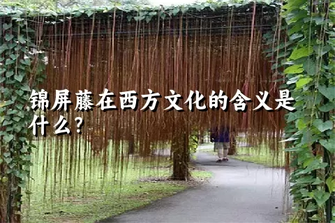 锦屏藤在西方文化的含义是什么？