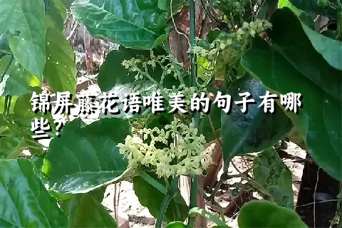 锦屏藤花语唯美的句子有哪些？