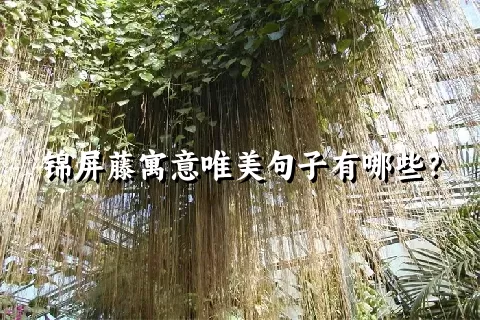 锦屏藤寓意唯美句子有哪些？