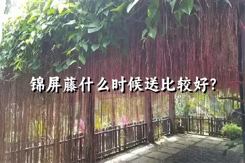 锦屏藤什么时候送比较好？