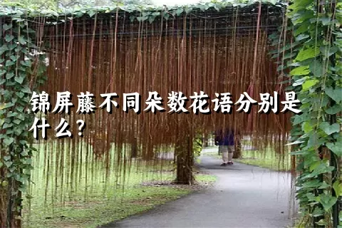 锦屏藤不同朵数花语分别是什么？