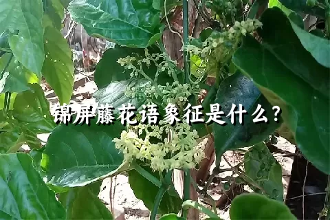 锦屏藤花语象征是什么？