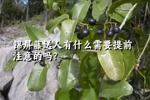 锦屏藤送人有什么需要提前注意的吗？