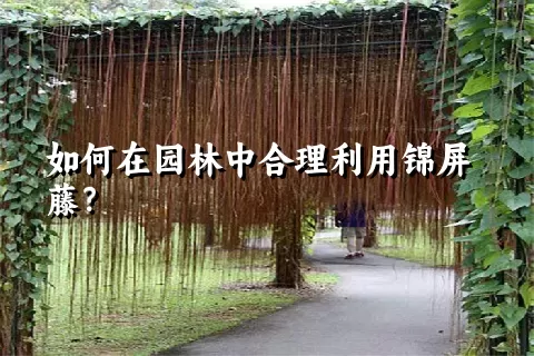 如何在园林中合理利用锦屏藤？
