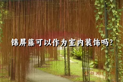 锦屏藤可以作为室内装饰吗？