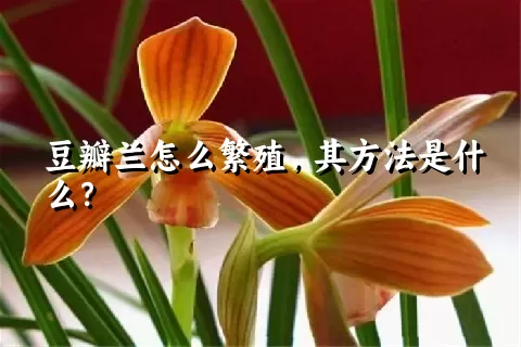 豆瓣兰怎么繁殖，其方法是什么？