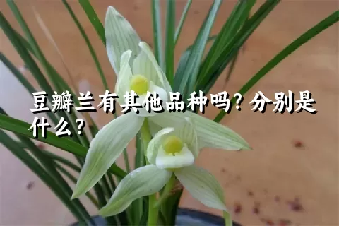 豆瓣兰有其他品种吗？分别是什么？