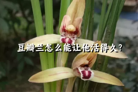 豆瓣兰怎么能让他活得久？
