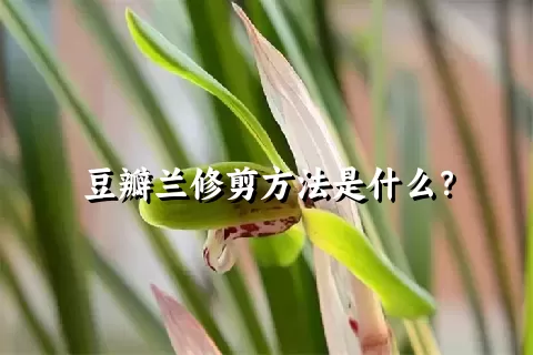 豆瓣兰修剪方法是什么？