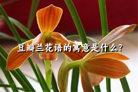 豆瓣兰花语的寓意是什么？
