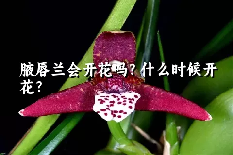 腋唇兰会开花吗？什么时候开花？