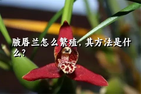 腋唇兰怎么繁殖，其方法是什么？