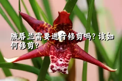 腋唇兰需要进行修剪吗？该如何修剪？