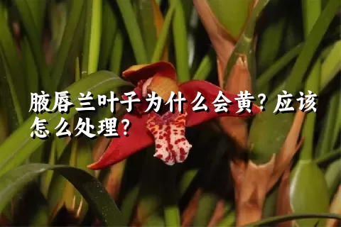 腋唇兰叶子为什么会黄？应该怎么处理？