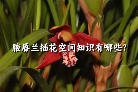 腋唇兰插花空间知识有哪些？