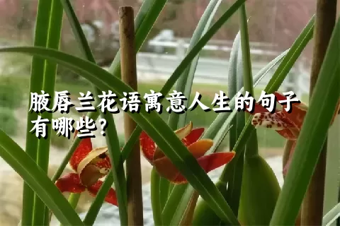 腋唇兰花语寓意人生的句子有哪些？