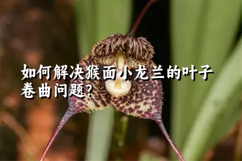 如何解决猴面小龙兰的叶子卷曲问题？