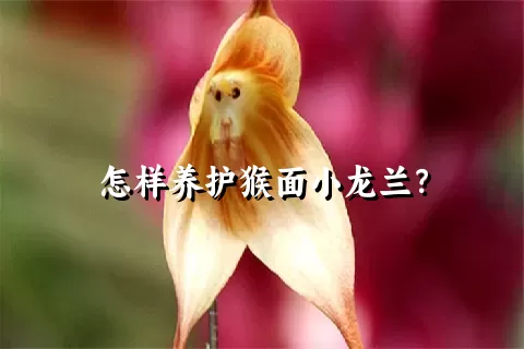 怎样养护猴面小龙兰？