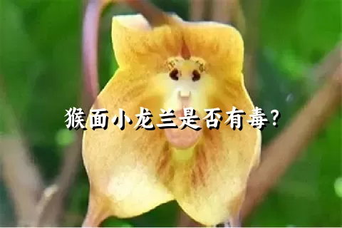 猴面小龙兰是否有毒？