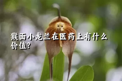 猴面小龙兰在医药上有什么价值？