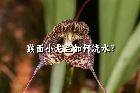 猴面小龙兰如何浇水？