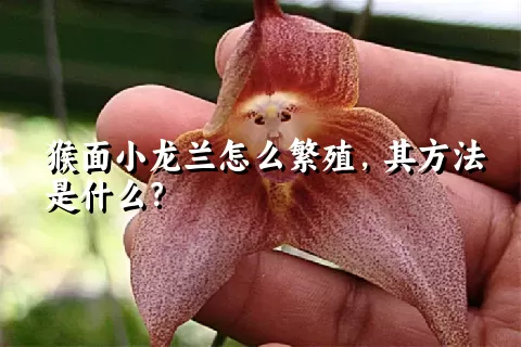 猴面小龙兰怎么繁殖，其方法是什么？